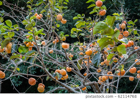 persimmons on the tree persimmons on the tree 62114768