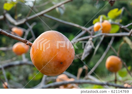 persimmons on the tree persimmons on the tree 62114769