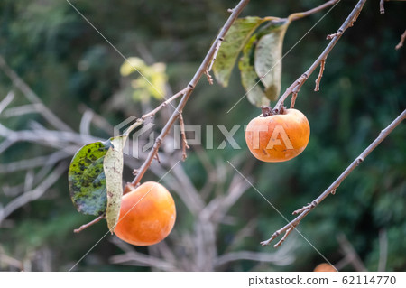 persimmons on the tree persimmons on the tree 62114770