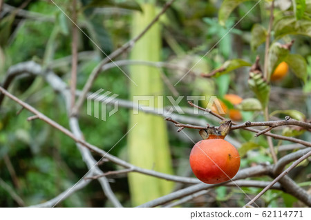 persimmons on the tree persimmons on the tree 62114771