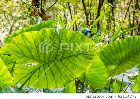 green alocasia odora leaf green alocasia odora leaf 62114772