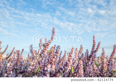 pink purple mesona flowers 62114774