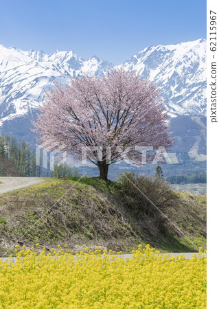 春天的景色 長野縣白馬村的野平櫻花 油菜花 照片素材 圖片 圖庫