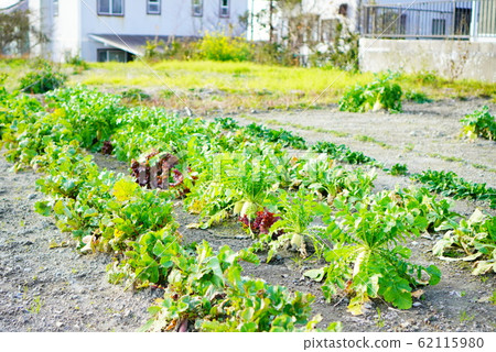 野蘿蔔菜 野蘿蔔菜 62115980