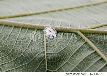 Mealybug insect on green nature leaf plant 62116143