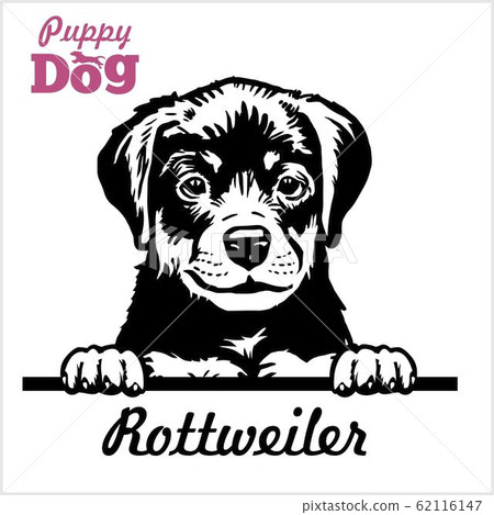 Puppy Rotweiller - Peeking Dogs - breed face head isolated on white 62116147