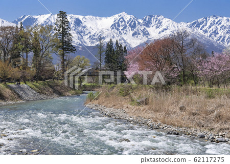 春天的景色長野縣北阿爾卑斯山和清澈的溪流上的櫻花Oide Park白馬村 春天的景色長野縣北阿爾卑斯山和清澈的溪流上的櫻花Oide Park白馬村 62117275