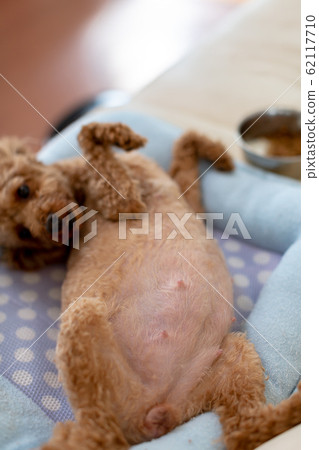 how long will a toy poodle stay pregnant