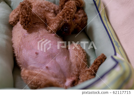 Toy Poodle Pregnant Maternity Dog Toy Poodle Pregnant Maternity Dog 62117715