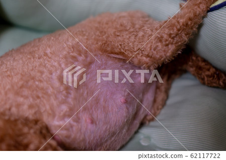 Toy Poodle Pregnant Maternity Dog 62117722