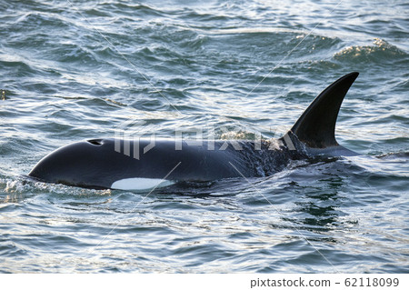 Orca killer whale inside Genoa Habor in 62118099