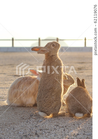 Usagi island 62119076