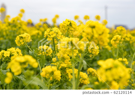 Rape field in Kamogawa City Kamogawa City, Chiba Prefecture Japan Rape field in Kamogawa City Kamogawa City, Chiba Prefecture Japan 62120114