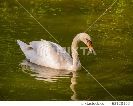 White swans White swans 62120193