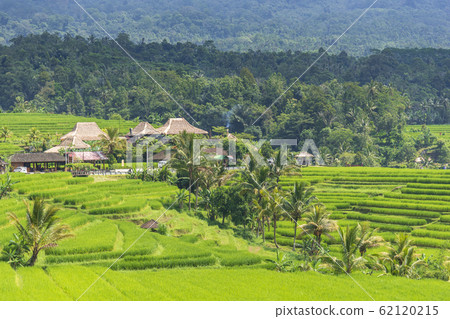 Green rice fields on Jatiluwih rice terrace near Green rice fields on Jatiluwih rice terrace near 62120215