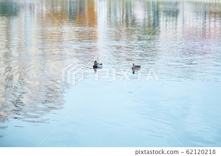 Ducks, male and female swim in the river Ducks, male and female swim in the river 62120218