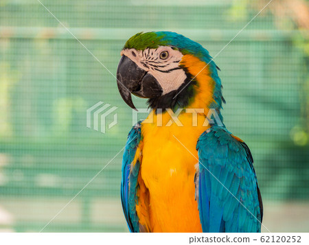 The macaw parrot is a beautiful bird. 62120252