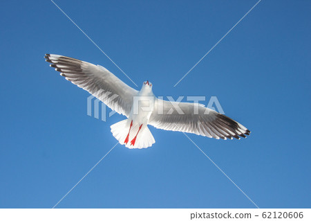 海鷗在藍藍的天空中飛翔 62120606