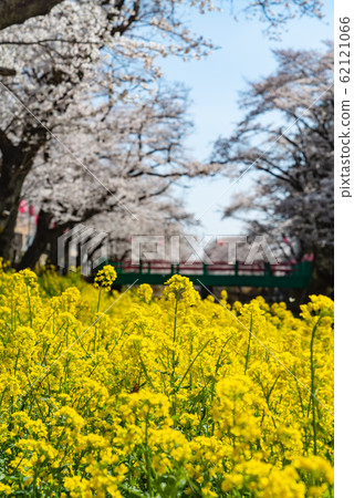 Rape blossoms and cherry blossoms Rape blossoms and cherry blossoms 62121066