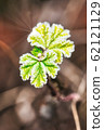 Twig with fresh green leaves covered by frost 62121129