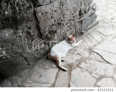 Cat on Cebu Island 62121523