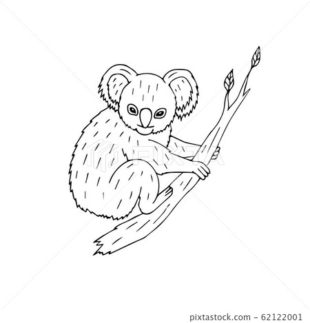 Vector hand drawn koala on tree branch 62122001