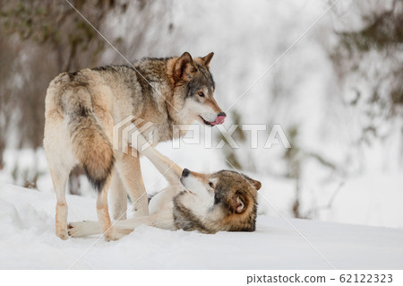 Eurasian wolves roughhousing on snow at Nature Park 62122323
