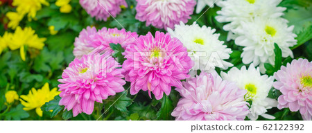 Multicolored Chrysanthemum flowers potted, home 62122392