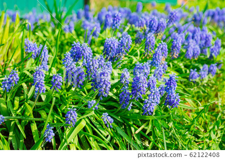 Tender blue muscari flowers in the daylight 62122408