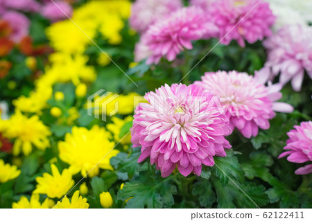 Multicolored Chrysanthemum flowers potted, home 62122411