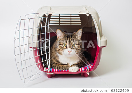 Grey cat sitting in a plastic carrier Grey cat sitting in a plastic carrier 62122499