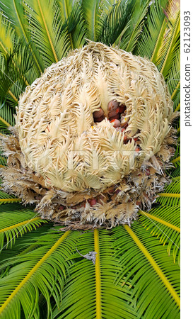 Cone with fruits of female cycas revoluta 62123093