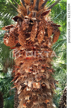Close up of the palm tree trunk Close up of the palm tree trunk 62123094