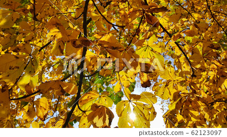 Beautiful yellow autumn leaves of chestnut Beautiful yellow autumn leaves of chestnut 62123097