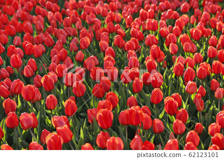 Beautiful red tulips natural background 62123101