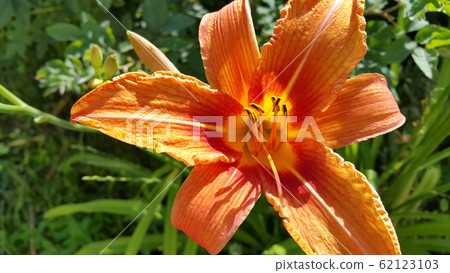 Beautiful bright Orange day-lily on a sunny summer Beautiful bright Orange day-lily on a sunny summer 62123103