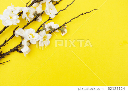 Branch of white flowers on yellow background 62123124