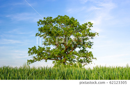 Single oak tree between agricultural fields under 62123305