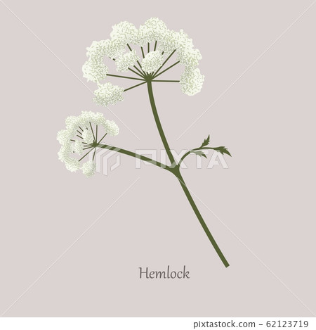 Hemlock, Poison Hemlock, Conium maculatum medicinal plant with white flowering. 62123719