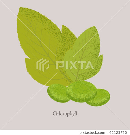 Chlorophyll is a green photosynthetic pigment in the leaves of plants. Chlorophyll is a green photosynthetic pigment in the leaves of plants. 62123730