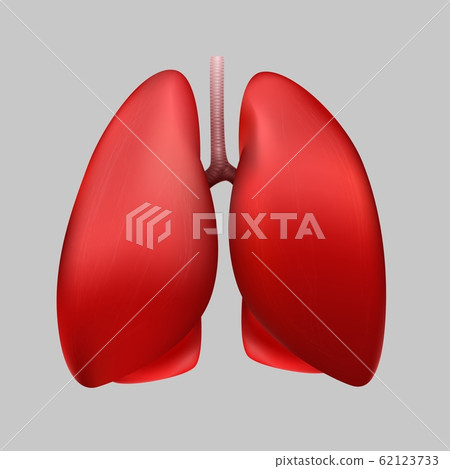 healthy human lung