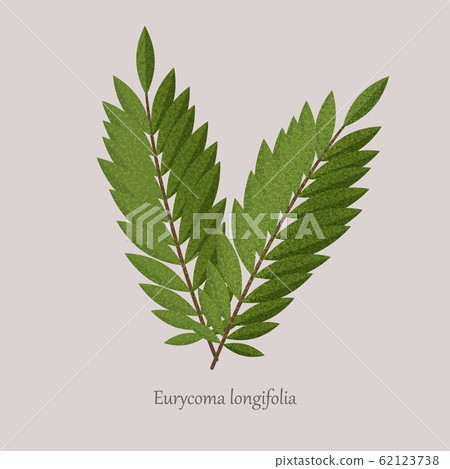 Tongkat Ali, Eurycoma longifolia, Pasak Bumi medicinal plant. Tongkat Ali, Eurycoma longifolia, Pasak Bumi medicinal plant. 62123738