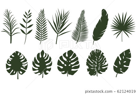 Monochrome leaves of different tropical plants. Monochrome leaves of different tropical plants. 62124019