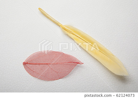 bird feather dried leaf leather background bird feather dried leaf leather background 62124073