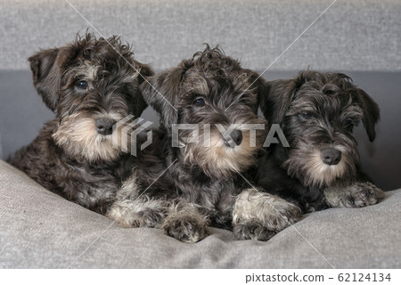Three miniature schnauzer puppies lay on the sofa 62124134