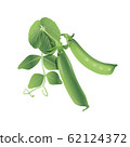 Two pea pods with green leaves on a white 62124372