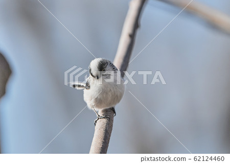 Enaga perched on a branch Enaga perched on a branch 62124460