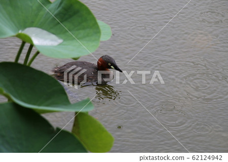 Little grebe, a small water bird that swims quietly in the rain Little grebe, a small water bird that swims quietly in the rain 62124942