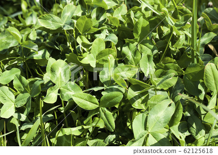 clover without flowers 62125618