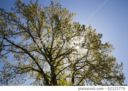 kinds of trees kinds of trees 62125779